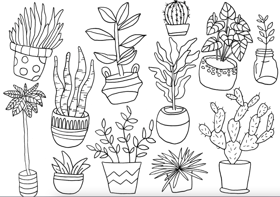 house plant coloring pages House Plants Colouring Page – Wild Juniper Art Studio