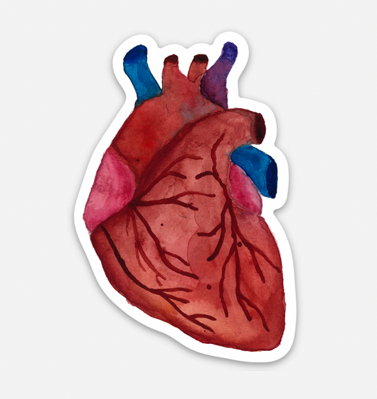 Human Heart Sticker