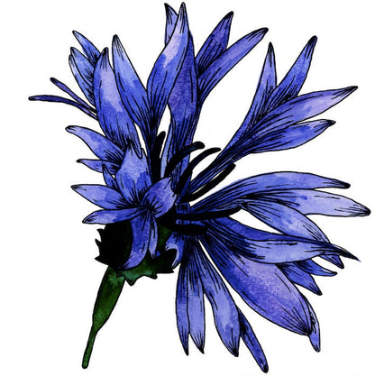 Cornflower Painting